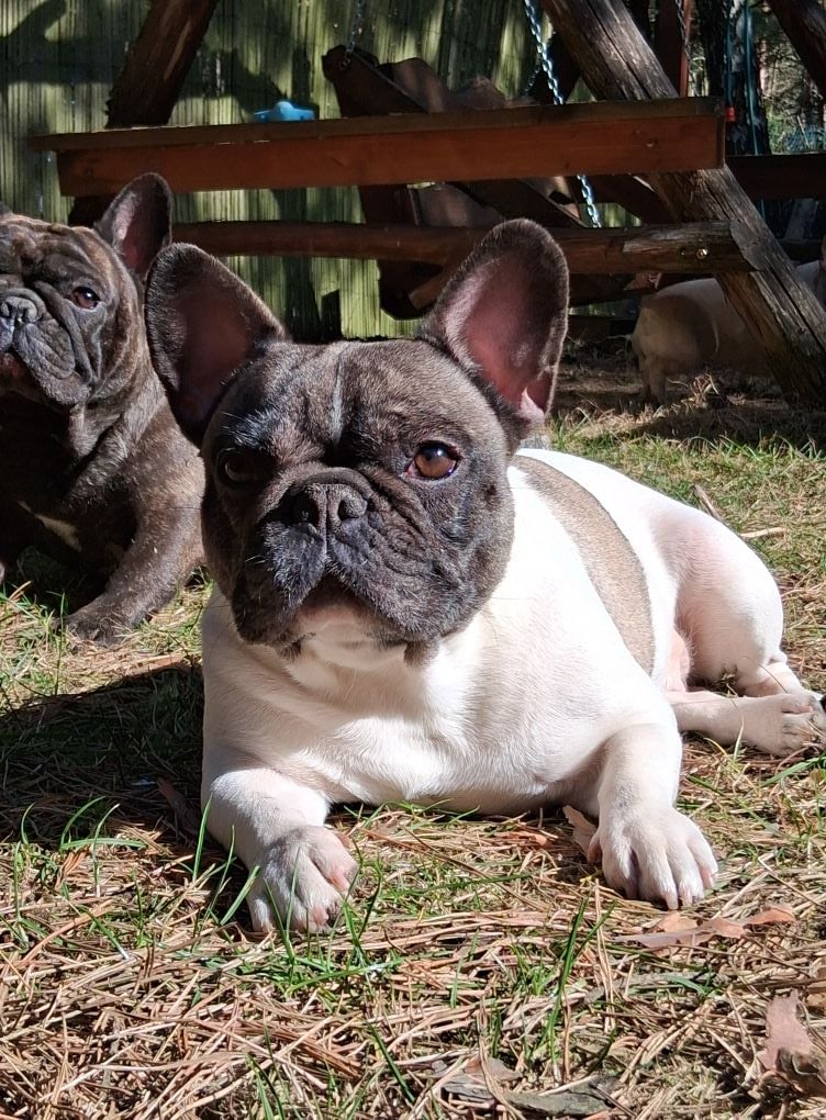 ARIELKA Agrestynki - Bulldog - suka