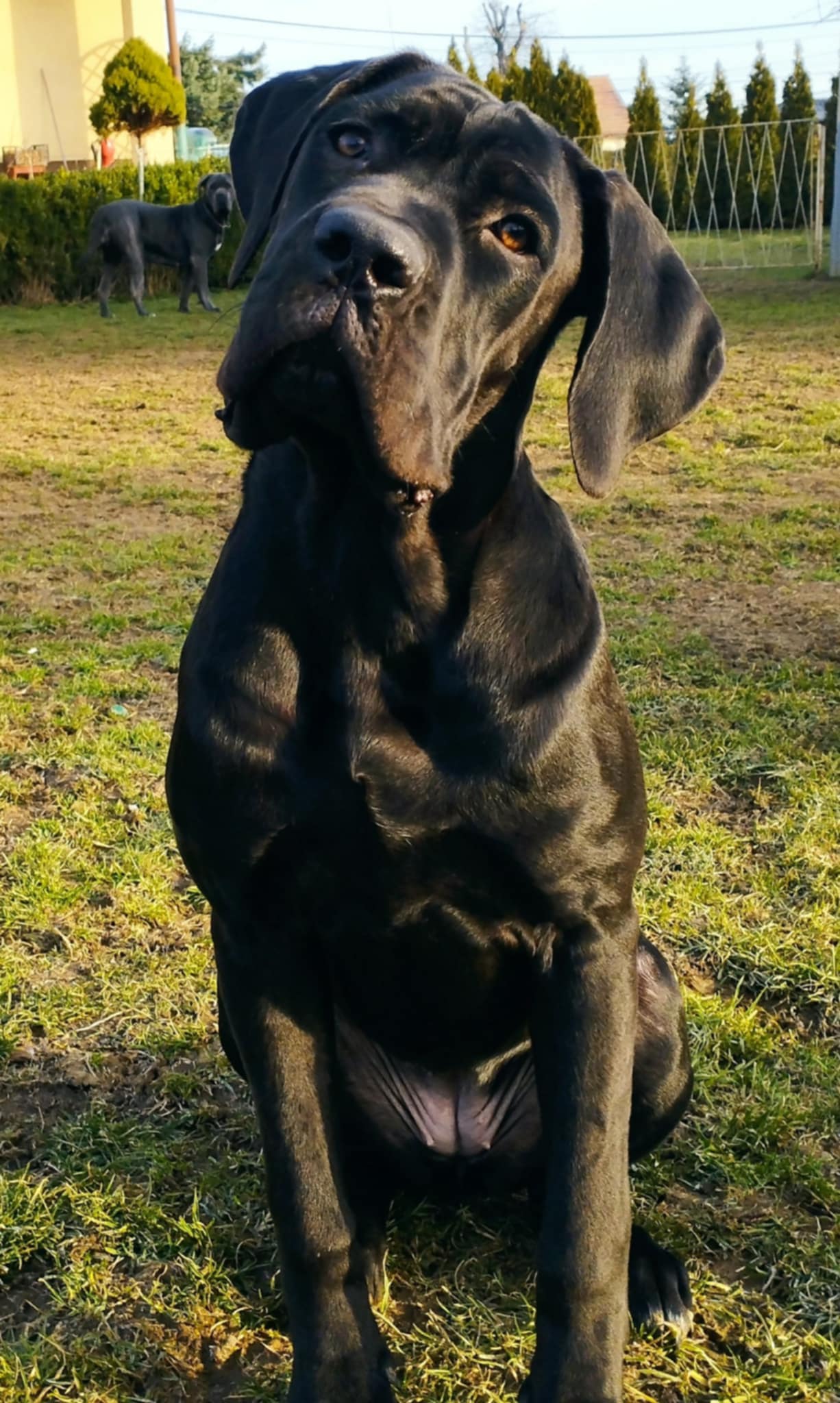 CLARA z Mazurskiego Edenu - Cane Corso - suka