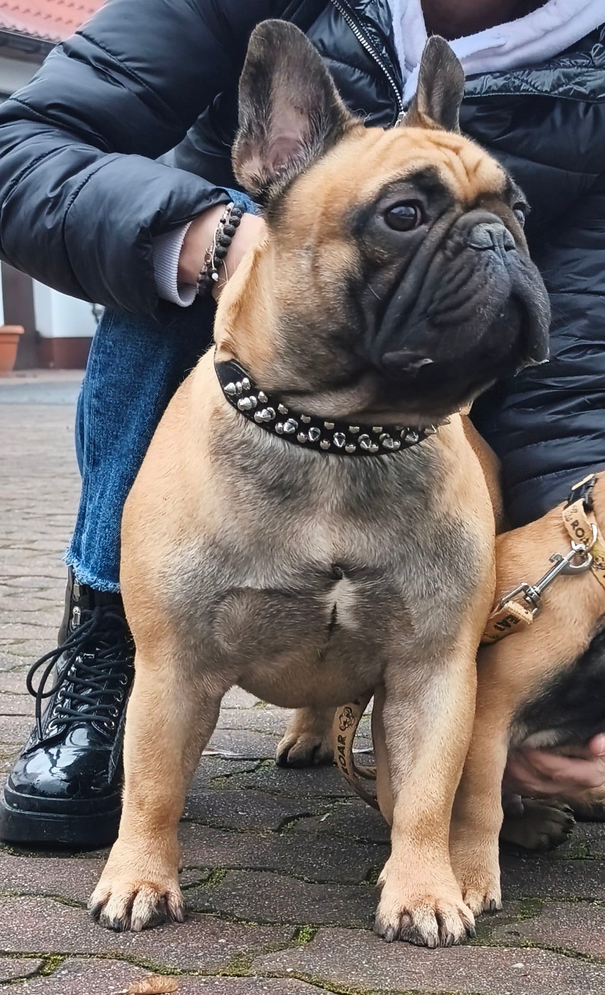 URBANO Dastin Heart - Bulldog - pies